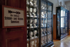 Room with busts, skulls and skeletons at the Rollett Museum in Baden, Austria. White plaster casts of heads inside vitrines in a room and a sign on the door in German referring to Dr. Gall.