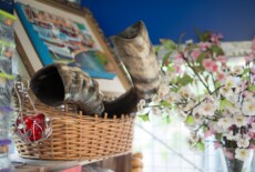 Two horns with glossy finish inside a weaved basket on a shelf next to flowers, picture frame and other objects